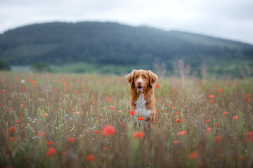 portrait of a dog in the field. Nova Scotia Duck Tolling Retriever. Pet in nature