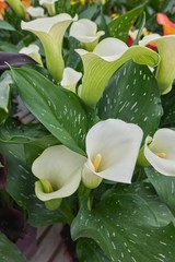Obraz premium white pink colored calla lily in the garden