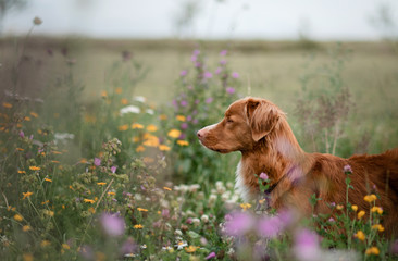 portrait of a dog in the field. Nova Scotia Duck Tolling Retriever. Pet in nature