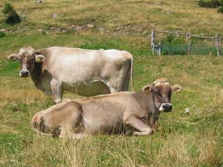 Alpine Cows
