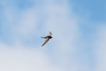 Common swift (apus apus) flying under blue sky with clouds. Cute black fast agile bird in wildlife.