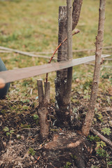 A female gardener cuts a hand in the garden in the garden young, non-fertile tree for the inoculation of fertile fruit tree