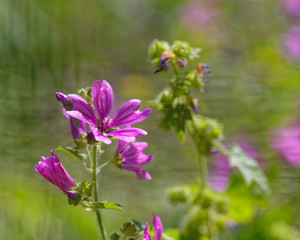 wild violet flower closeup in the meadows, strong bokeh