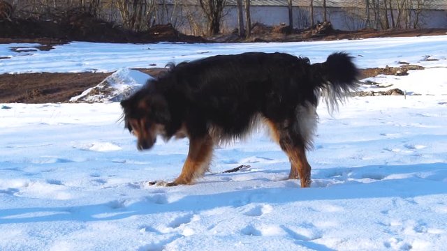 BIG Dog Running Outdoor In Snowy Field At Winter Day. Slow Motion, Slo-Mo