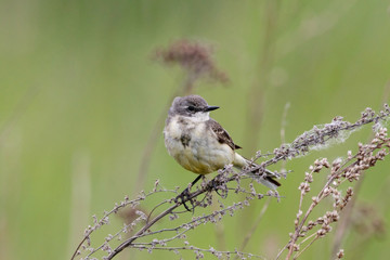 Fototapeta premium Western yellow wagtail (motacilla flava) female sitting on stick of grass. Cute little meadow songbird. Bird in wildlife.