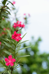 Beautiful flowers in the garden beside the house.Green leaves with beautiful sunlight Used as a background image.Colorful flowers With butterflies and insects.Colorful flowers in city park.
