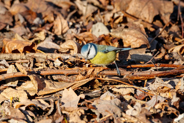 Blue tit sitting on ground on old autumn foliage. Cute little bright colorful songbird in wildlife.