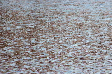 water surface with the reflections, ducks swim in search of food and home. tree without leaves