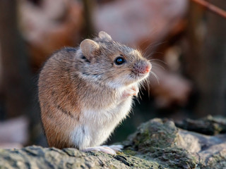 Striped field mouse sitting on fallen tree in park in autumn. Cute little common rodent animal in wildlife.