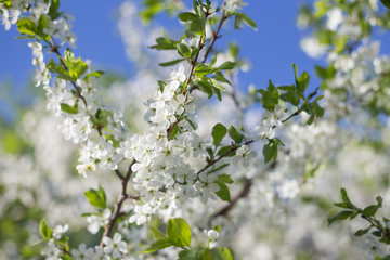 Spring flowers on blooming cherry tree branch against blue sky, bokeh background