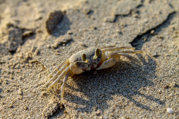 Crab on a Thai Beach