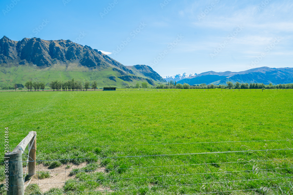 Wall mural Distant mountain s beyond emerald green South Island pasture