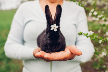 Farmer holding black rabbit in spring garden. Little bunny with flowers on head sitting in hands