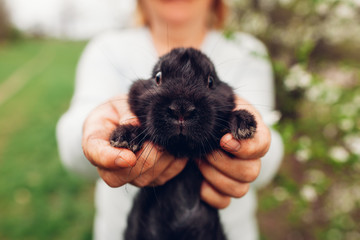 Farmer holding black rabbit in spring garden. Little scary bunny looking at camera