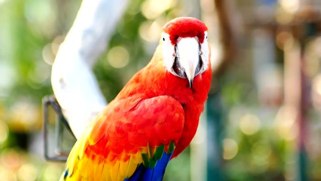 Beautiful macore parrot bird  standing on a wooden
