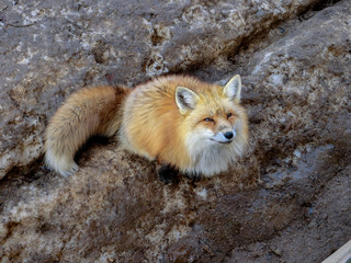 Red Fox Sitting