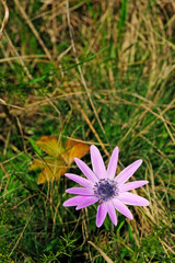 Stern-Anemone (Anemone hortensis) - broad-leaved anemone