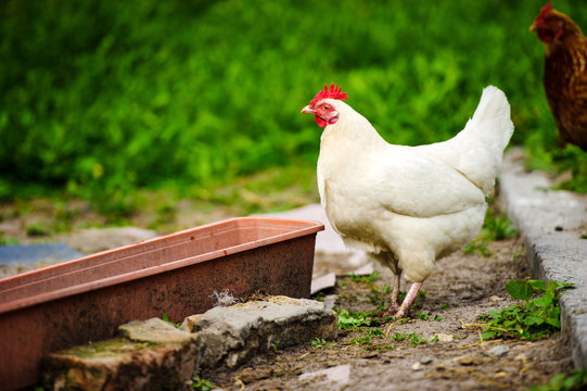 chicken on a farm