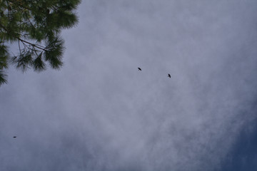 black birds,cloud,white,weather,fly,wind,nature,flying,plane,