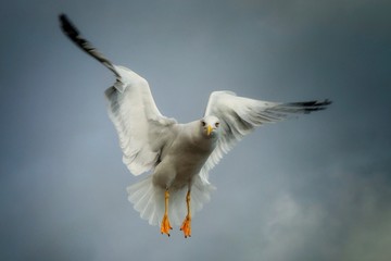 seagull flying in the sky