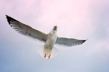 seagull flying in the sky