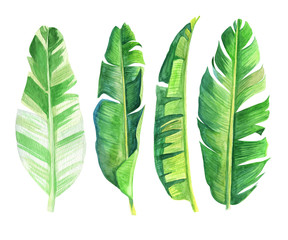 Watercolor tropical leaves set. For invitations, cards, wedding design, blogs