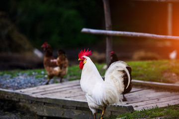 chicken on a farm