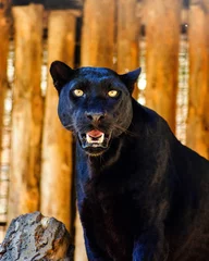 Fototapeten schöner schwarzer panther © The Len