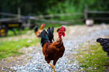 chicken on a farm