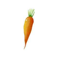 Orange fresh carrot isolated on white background