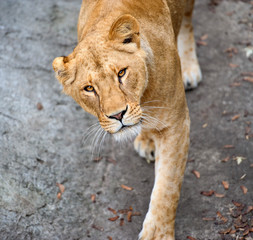 Portrait of a lioness