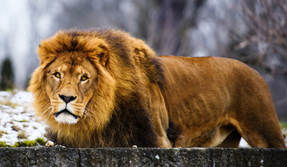 Beautiful Mighty Lion