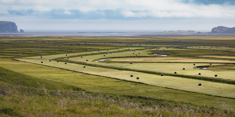 Harvested meadow field in Iceland at summer time