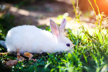 White rabbit in the garden. Fluffy Bunny on green grass, spring time.