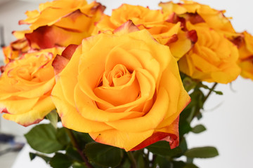 Bouquet of yellow roses. Fragment of flowers close up, open buds on a white background.