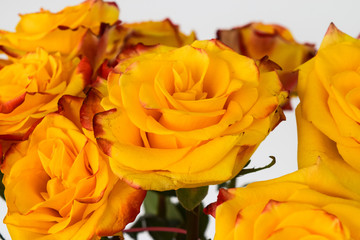 Bouquet of yellow roses. Fragment of flowers close up, open buds on a white background.