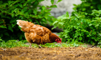chicken on a farm