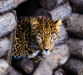 Portrait of a beautiful leopard