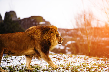 Beautiful Mighty Lion