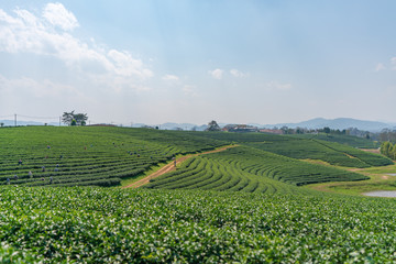 Fototapeta na wymiar タイの茶畑