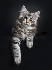 Amazing cute Maine Coon cat kitten, laying down. Looking at camera with golden eyes. Isolated on black background. Paws hanging down from edge.