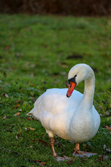 White Swan in a meadow, Bielefeld, Germany