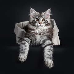 Fototapeta na wymiar Amazing cute Maine Coon cat kitten, laying in grey paper bag. Paws hanging over edge. Looking at camera with golden eyes. Isolated on black background.