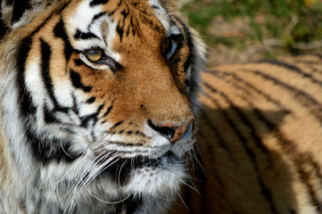 Tiger face