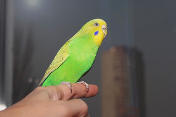 Little green parakeet sitting on the hand. Cute little parrot. Australian budgerigar. Tame bird