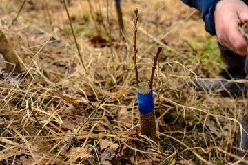 A gardener's woman clogs a cut-off part of the grafted tree to prevent rotting at this place in close-up.