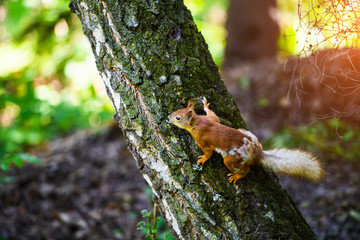 Portrait of red squirrel sitting on a branch