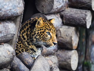 leopard, beautiful portrait