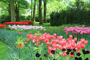 flowerbeds with red and pink tulips in the keukenhof gardens in holland in springtime
