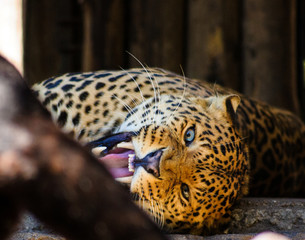 Portrait of a beautiful leopard